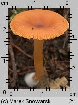 Lactarius omphaliformis (mleczaj pępówkowy)