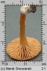 Lactarius omphaliformis (mleczaj pępówkowy)