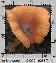 Lactarius omphaliformis (mleczaj pępówkowy)