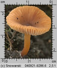 Lactarius omphaliformis (mleczaj pępówkowy)