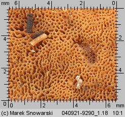 Unidentified-Polyporoid-etc (niezidentyfikowane)