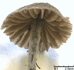 Entoloma dysthaloides (dzwonkówka owłosiona)