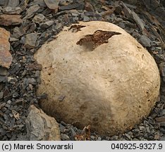 Pisolithus arhizus (purchatnica piaskowa)