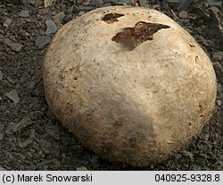 Pisolithus arhizus (purchatnica piaskowa)