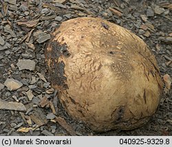 Pisolithus arhizus (purchatnica piaskowa)