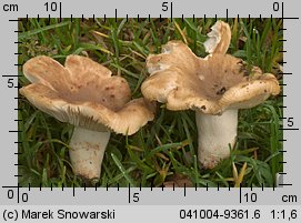 Unidentified-Russula