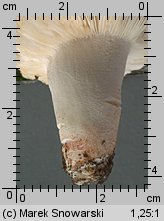 Unidentified-Russula