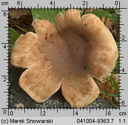 Unidentified-Russula