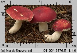 Unidentified-Russula