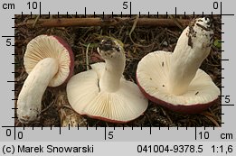 Unidentified-Russula