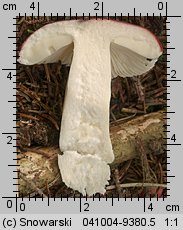 Unidentified-Russula