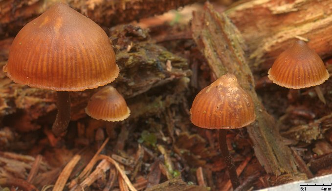 Galerina triscopa (hełmówka pniakowa)