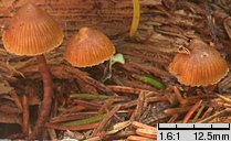 Galerina triscopa (hełmówka pniakowa)