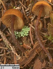 Galerina triscopa (hełmówka pniakowa)