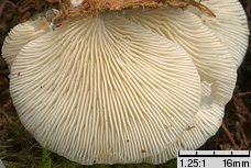 Pleurocybella porrigens (bokówka biała)