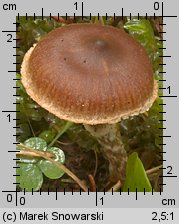 Unidentified-Cortinarius