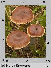 Unidentified-Cortinarius