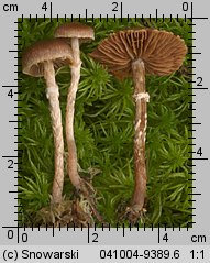 Unidentified-Cortinarius