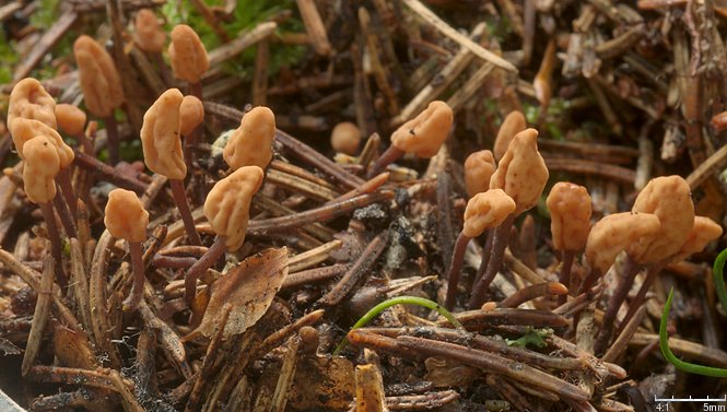 Heyderia abietis (igłówka brązowawa)