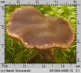 Unidentified-Cortinarius