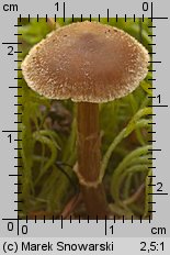 Unidentified-Cortinarius