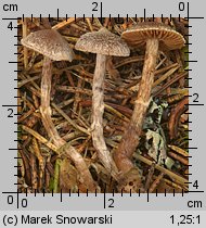 Unidentified-Cortinarius