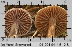 Unidentified-Cortinarius