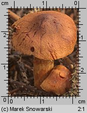 Unidentified-Cortinarius