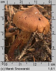 Unidentified-Cortinarius