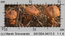 Unidentified-Cortinarius