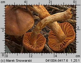 Unidentified-Cortinarius