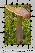 Unidentified-Cortinarius