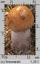 Unidentified-Cortinarius