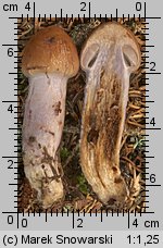 Unidentified-Cortinarius