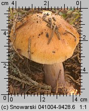 Unidentified-Cortinarius