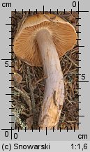 Unidentified-Cortinarius