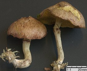 Suillus flavidus (maślak błotny)