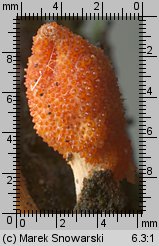 Cordyceps militaris (maczużnik bojowy)