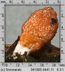 Cordyceps militaris (maczużnik bojowy)