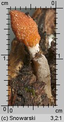 Cordyceps militaris (maczużnik bojowy)