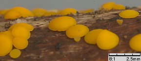 Bisporella citrina (dwuzarodniczka cytrynowa)