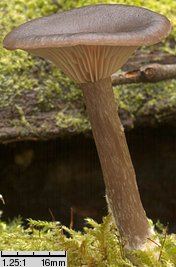 Pseudoclitocybe beschidica (lejkownik beskidzki)