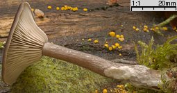 Pseudoclitocybe beschidica (lejkownik beskidzki)