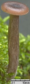 Pseudoclitocybe beschidica (lejkownik beskidzki)