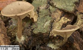 Pseudoclitocybe beschidica (lejkownik beskidzki)