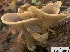 Pseudoclitocybe beschidica (lejkownik beskidzki)