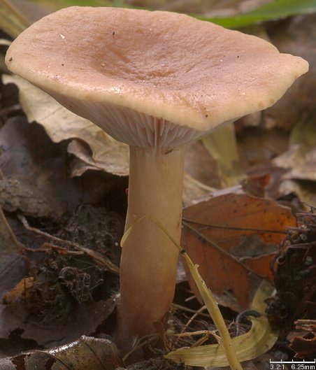 Lactarius subdulcis (mleczaj bukowy)