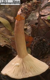 Lactarius subdulcis (mleczaj bukowy)