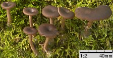 Pseudoclitocybe beschidica (lejkownik beskidzki)