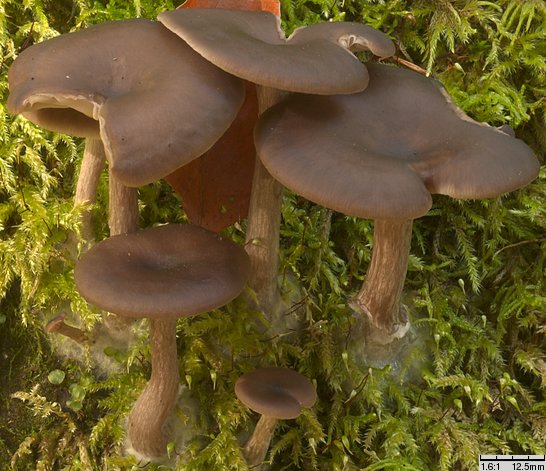 Pseudoclitocybe beschidica (lejkownik beskidzki)